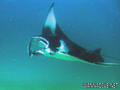 scuba diving photo