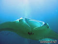 scuba diving photo