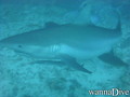 scuba diving photo