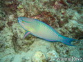 scuba diving photo