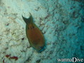scuba diving photo