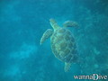 scuba diving photo