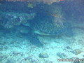 scuba diving photo