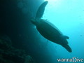 scuba diving photo