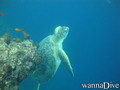 scuba diving photo