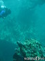 scuba diving photo
