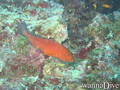 scuba diving photo