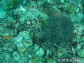 scuba diving photo