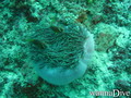 scuba diving photo