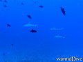 scuba diving photo