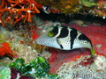 scuba diving photo