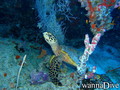 scuba diving photo