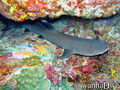 scuba diving photo