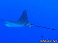 foto de buceo