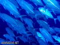 foto de buceo