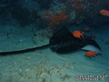 foto de buceo