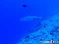 scuba diving photo