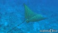scuba diving photo