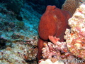 scuba diving photo