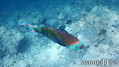 scuba diving photo