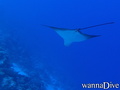 scuba diving photo
