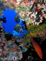 scuba diving photo