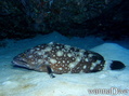 scuba diving photo