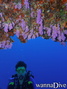 scuba diving photo