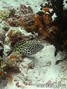 foto de buceo