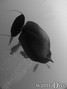 foto de buceo