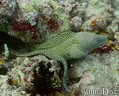 scuba diving photo