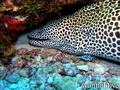 scuba diving photo