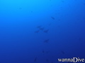 scuba diving photo