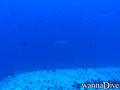 scuba diving photo