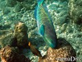 scuba diving photo