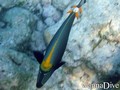 scuba diving photo