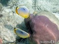 scuba diving photo