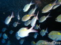 foto de buceo