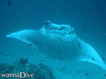 scuba diving photo