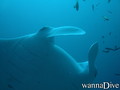 scuba diving photo