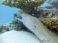 scuba diving photo