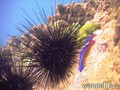 scuba diving photo