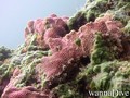 scuba diving photo