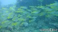 scuba diving photo