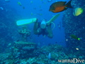 scuba diving photo