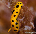 scuba diving photo