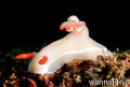 scuba diving photo