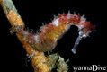 scuba diving photo