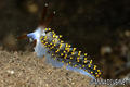 scuba diving photo
