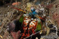 scuba diving photo